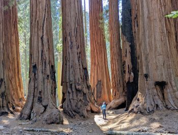 alice with sequoias alice with sequoias