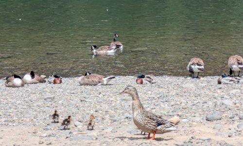 ducks and geese